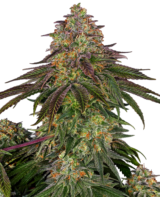Sweet Cherry Kush Sensi Seeds