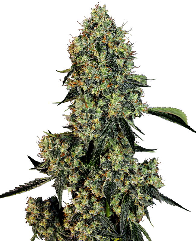 OG Kush White Label