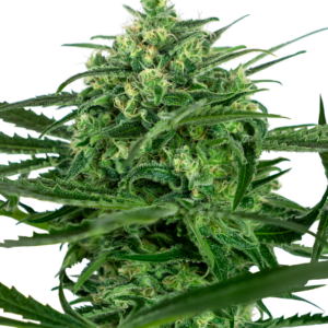 Sensi Amnesia Sensi Seeds