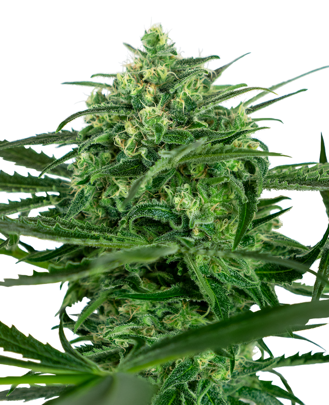 Sensi Amnesia Sensi Seeds