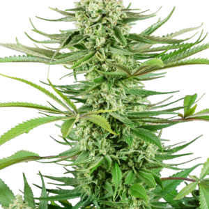 Cashew Kush Sensi Seeds Research