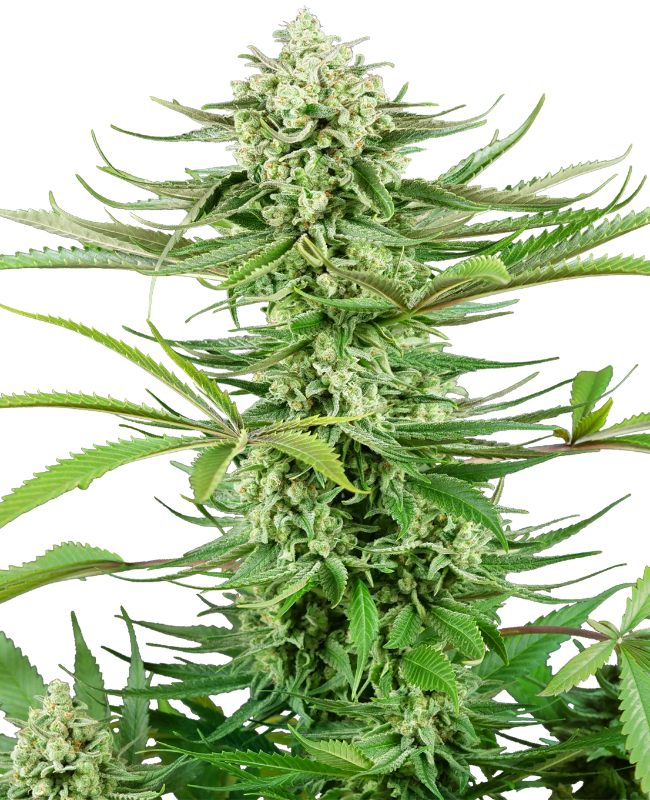 Cashew Kush Sensi Seeds Research