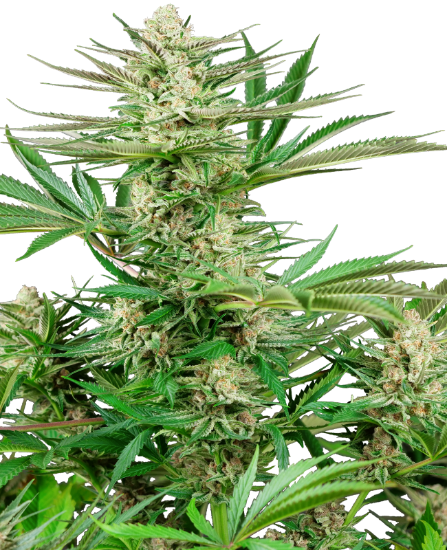 Malibu OG Gold Sensi Seeds Research