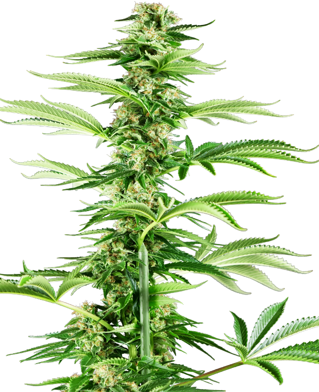 Honey Melon Haze Sensi Seeds Research