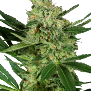 Pumpkin Spice Sensi Seeds Research
