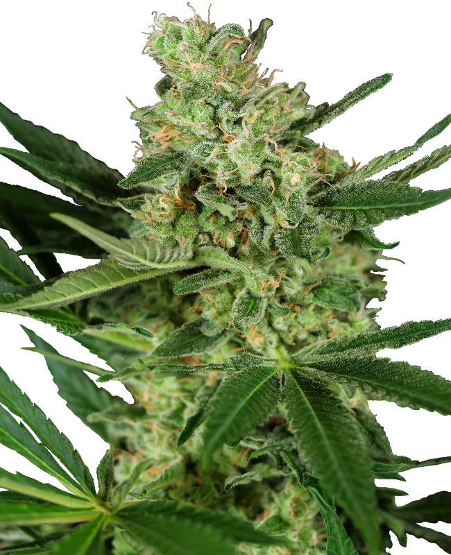 Pumpkin Spice Sensi Seeds Research