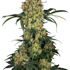 Aloha OG Sensi Seeds Research