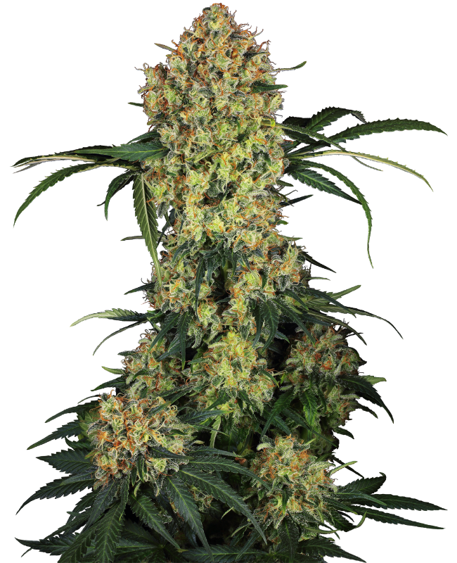 Aloha OG Sensi Seeds Research