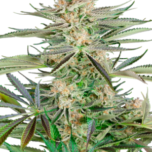Screwdriver OG Sensi Seeds Research