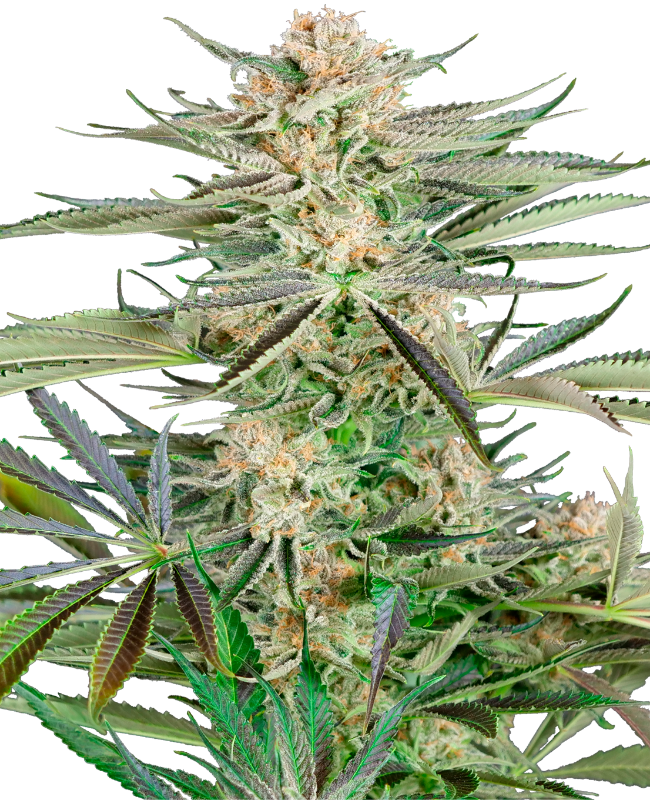 Screwdriver OG Sensi Seeds Research