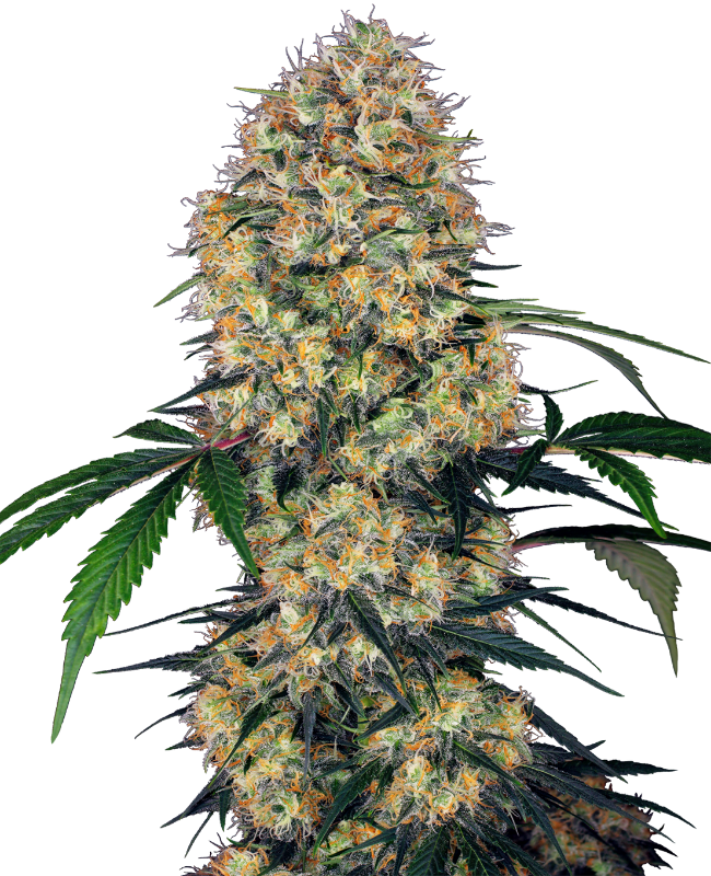 Sensi Amnesia XXL Auto Sensi Seeds Research