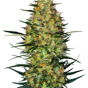 Caramellow Kush Auto Sensi Seeds Research