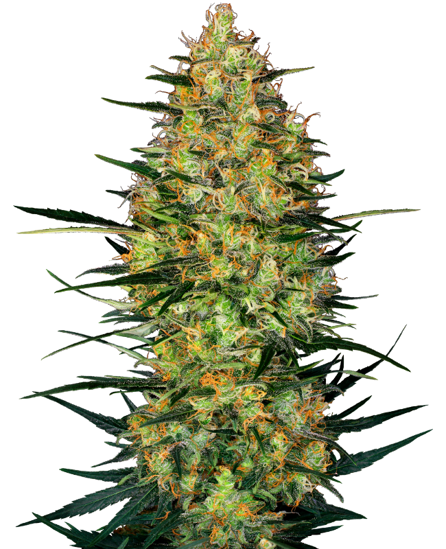 Caramellow Kush Auto Sensi Seeds Research