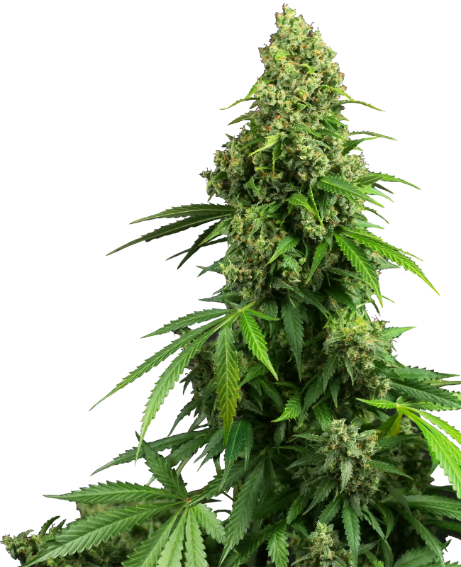 Honey Melon Kush Auto Sensi Seeds Research