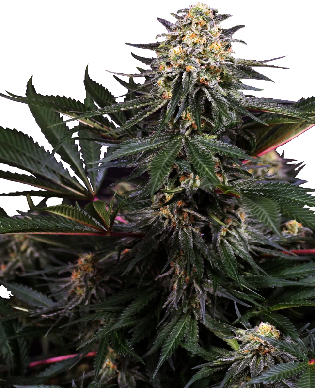 Lockdown Kush Sensi Seeds Research
