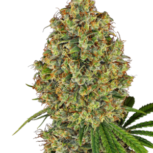 AK-420 White Label