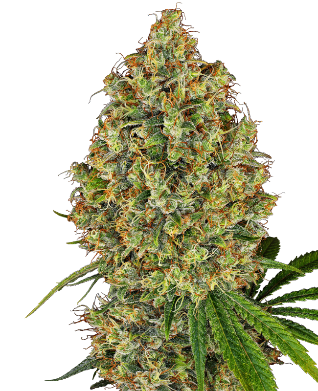 AK-420 White Label