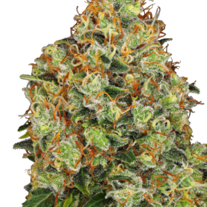 Sweet Tangerine Tango Auto Sensi Seeds