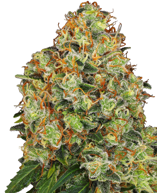 Sweet Tangerine Tango Auto Sensi Seeds