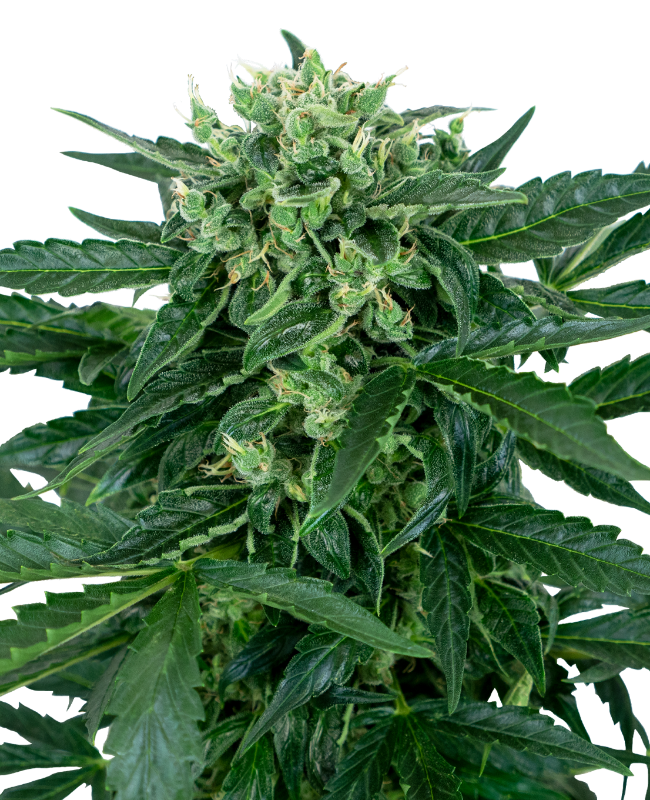 Sensi Amnesia Auto Sensi Seeds