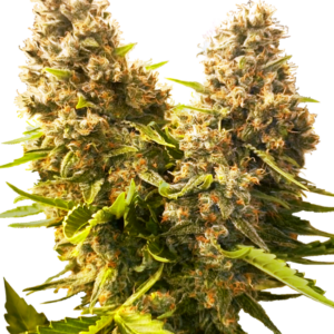 Banana Kush Cake Auto Sensi Seeds