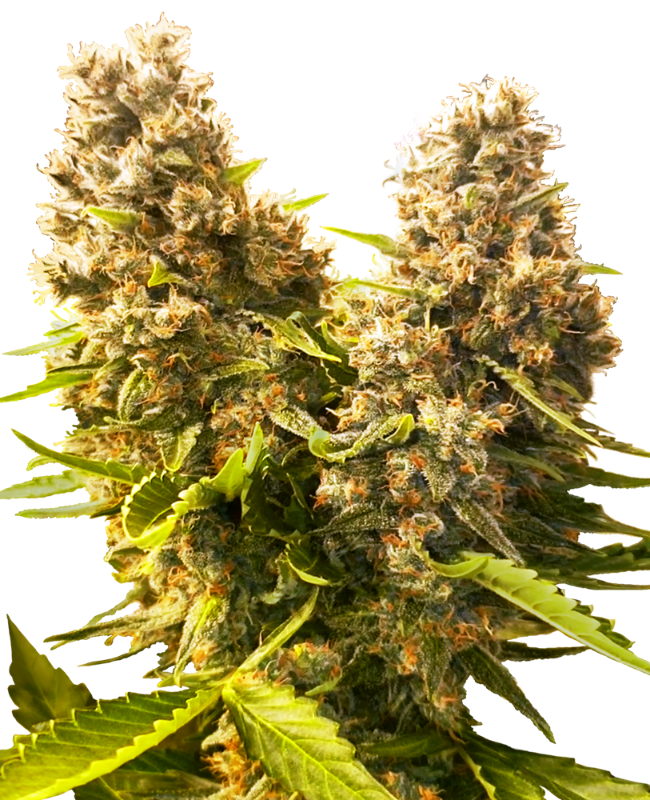 Banana Kush Cake Auto Sensi Seeds