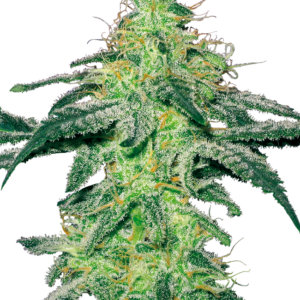 White Skunk White Label