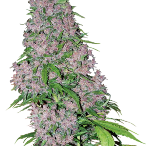 Purple Bud White Label