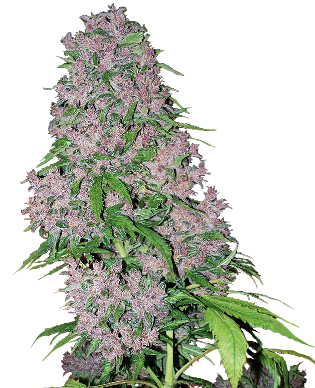 Purple Bud White Label