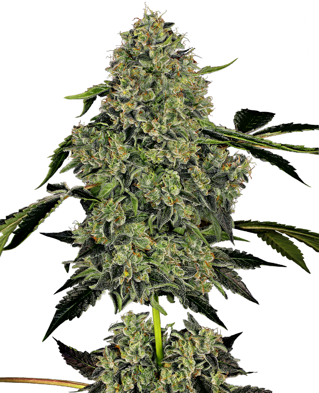 OG Kush Auto White Label