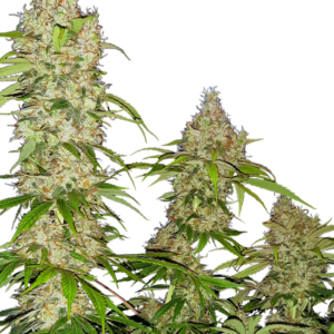 Banana Kush Cake Sensi Seeds Research