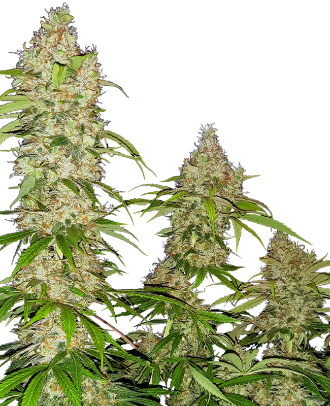 Banana Kush Cake Sensi Seeds Research