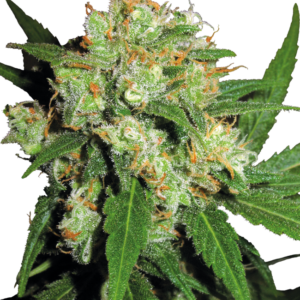 Sensi Skunk Sensi Seeds