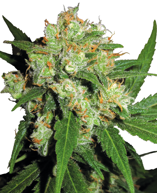 Sensi Skunk Sensi Seeds