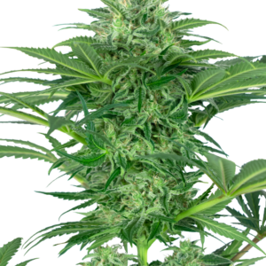 Skunk Dream CBD Sensi Seeds Research