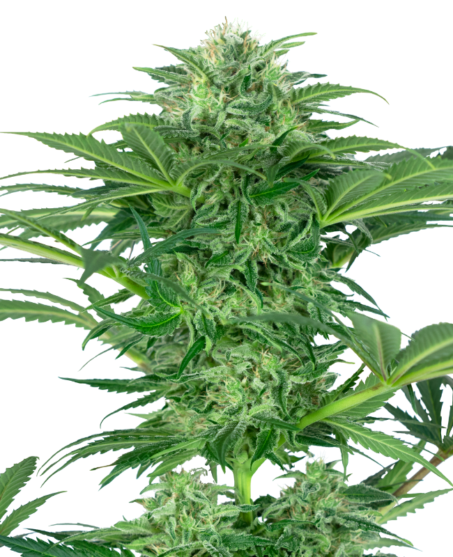 Skunk Dream CBD Sensi Seeds Research