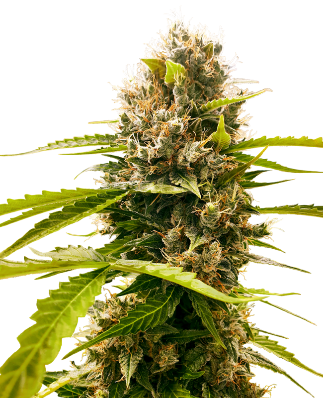 Mandarin Punch Sensi Seeds Research