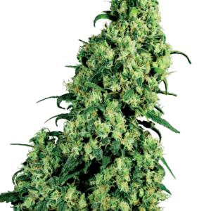Skunk #1 White Label