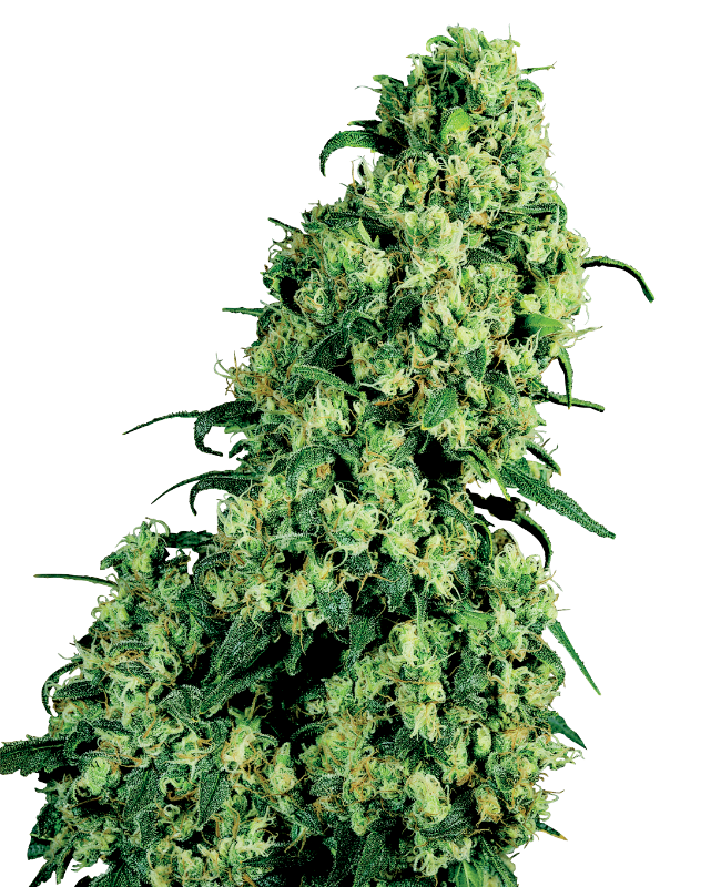 Skunk #1 White Label