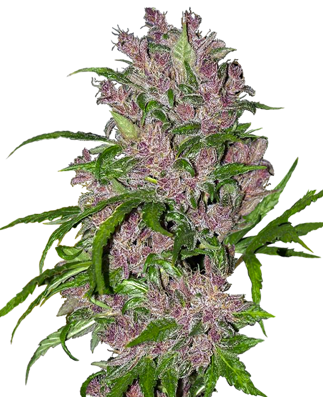 Purple Bud Auto White Label