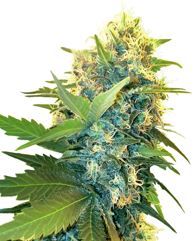 Double Kush Cake Sensi Seeds Research
