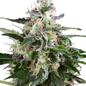 White Skunk Auto White Label