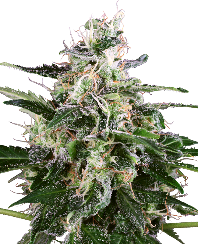 White Skunk Auto White Label