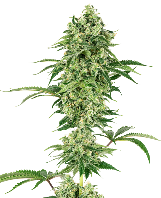 Nicole Hindu Kush White Label