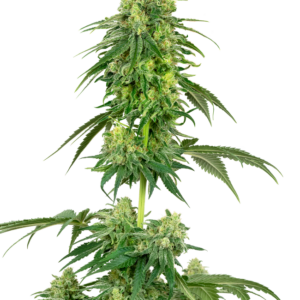 Strawberry Kush White Label