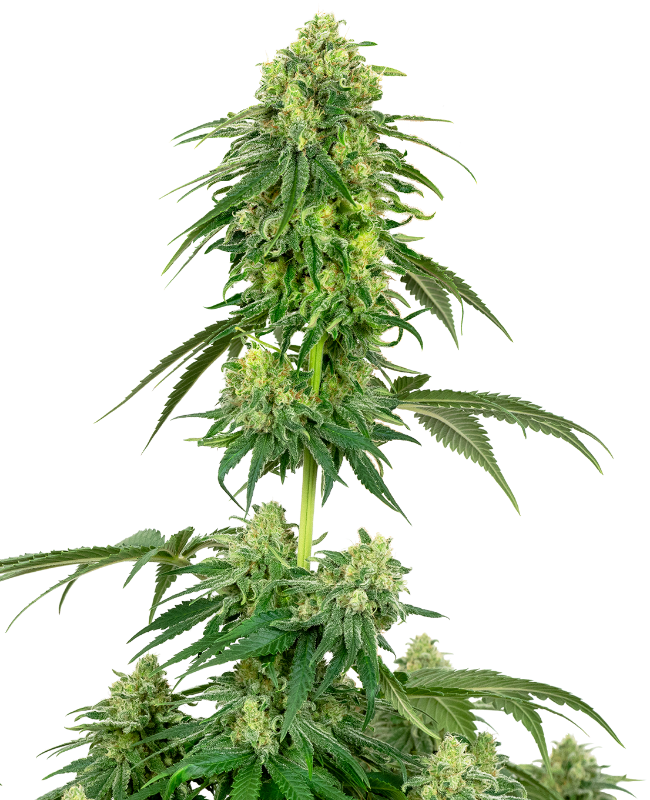 Strawberry Kush White Label