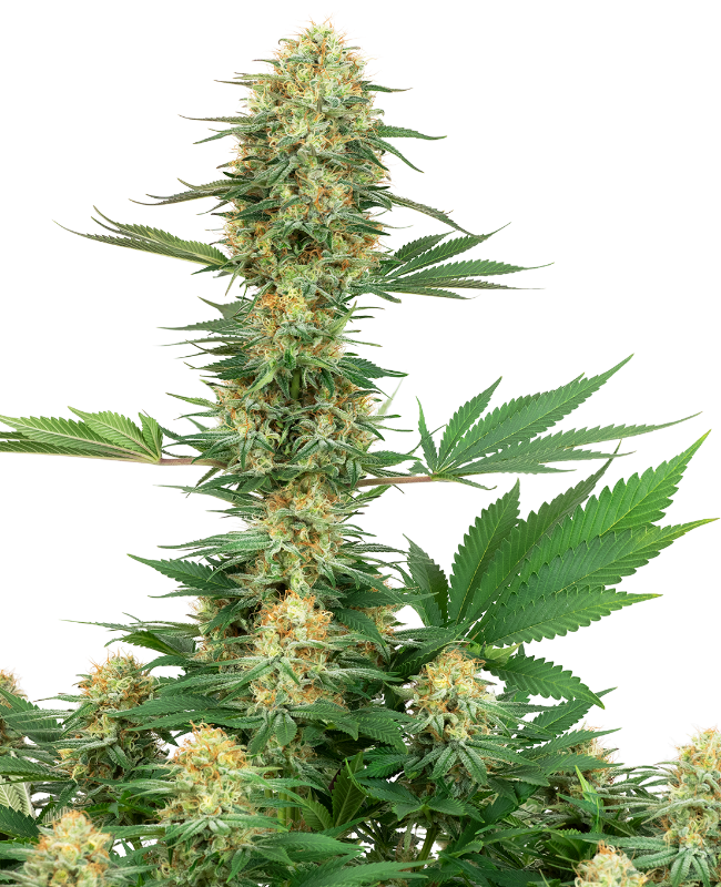 Gelato #420 White Label