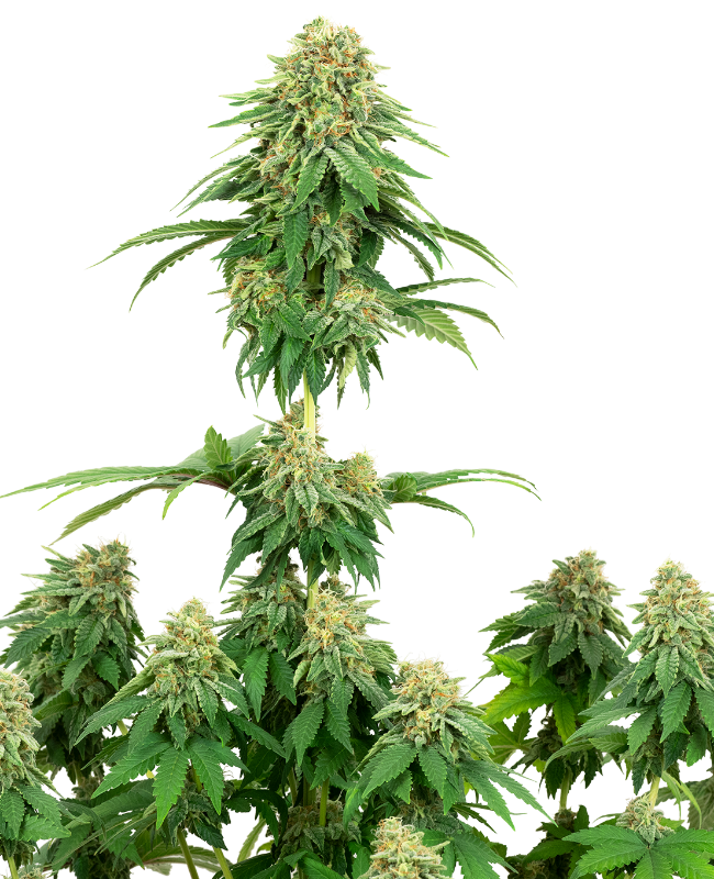 Girl Scout Cookies White Label