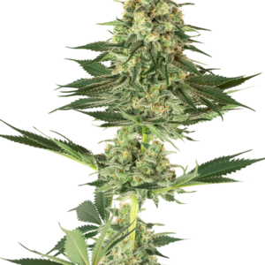 Banana Kush White Label
