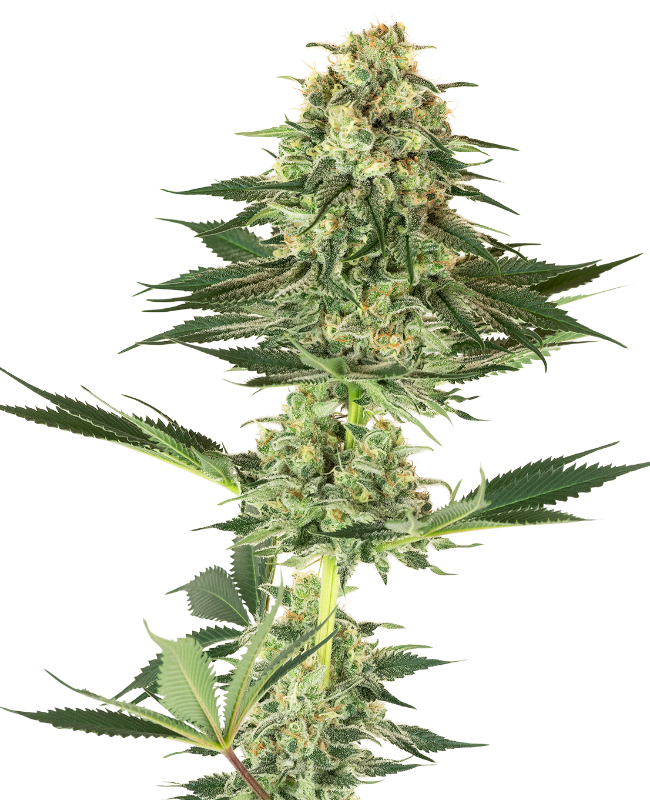 Banana Kush White Label